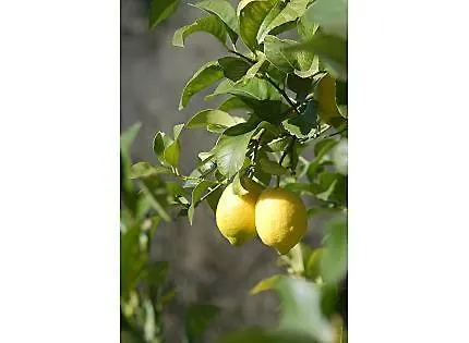 Antzomendi מוטריקו