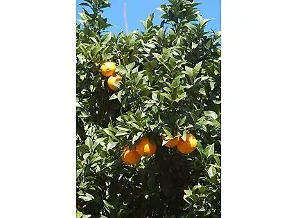 Antzomendi * מוטריקו