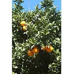 Antzomendi * 木崔库