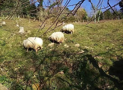 Antzomendi Apartamento Mutriku