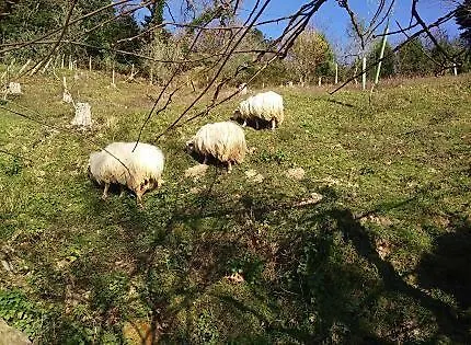 Antzomendi דירה מוטריקו